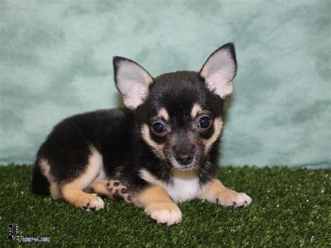 chihuahua for sale near me|chihuahuas for sale near me craigslist.